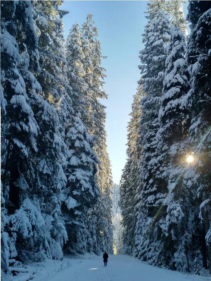 Packwood Ski & Vacation Getaway Екстериор снимка